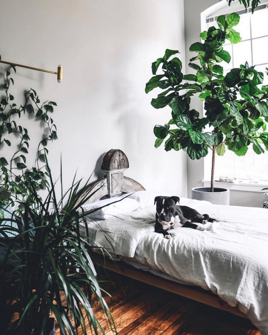 Большая спальня с растениями