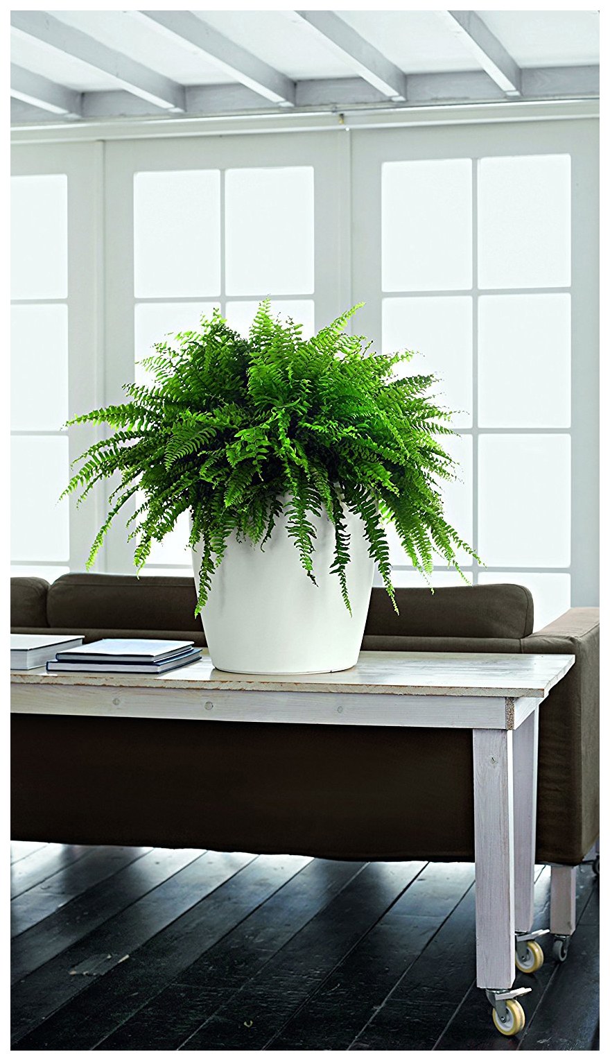 Lechuza Classico Color 18