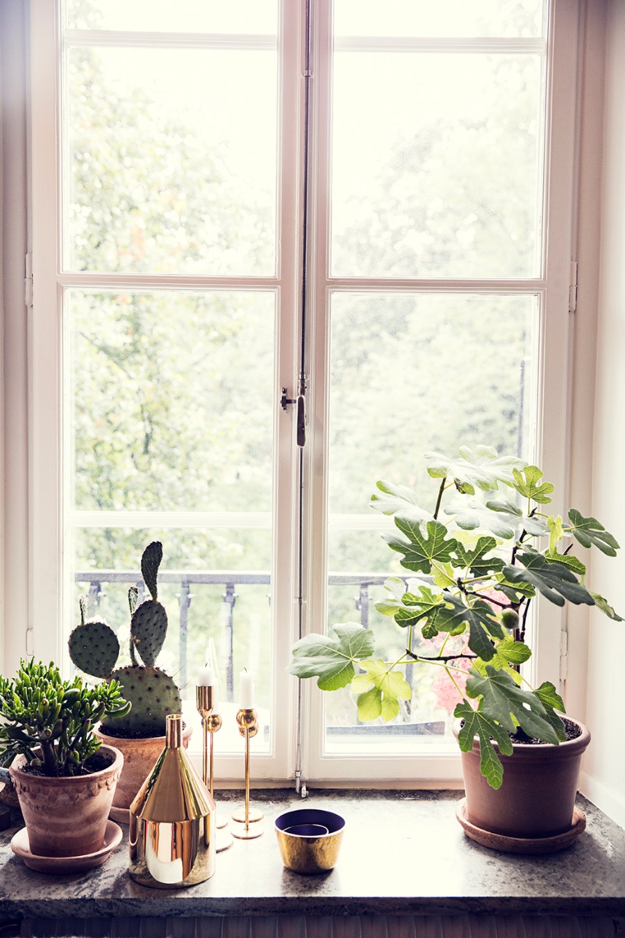 Бегония клубневая на балконе