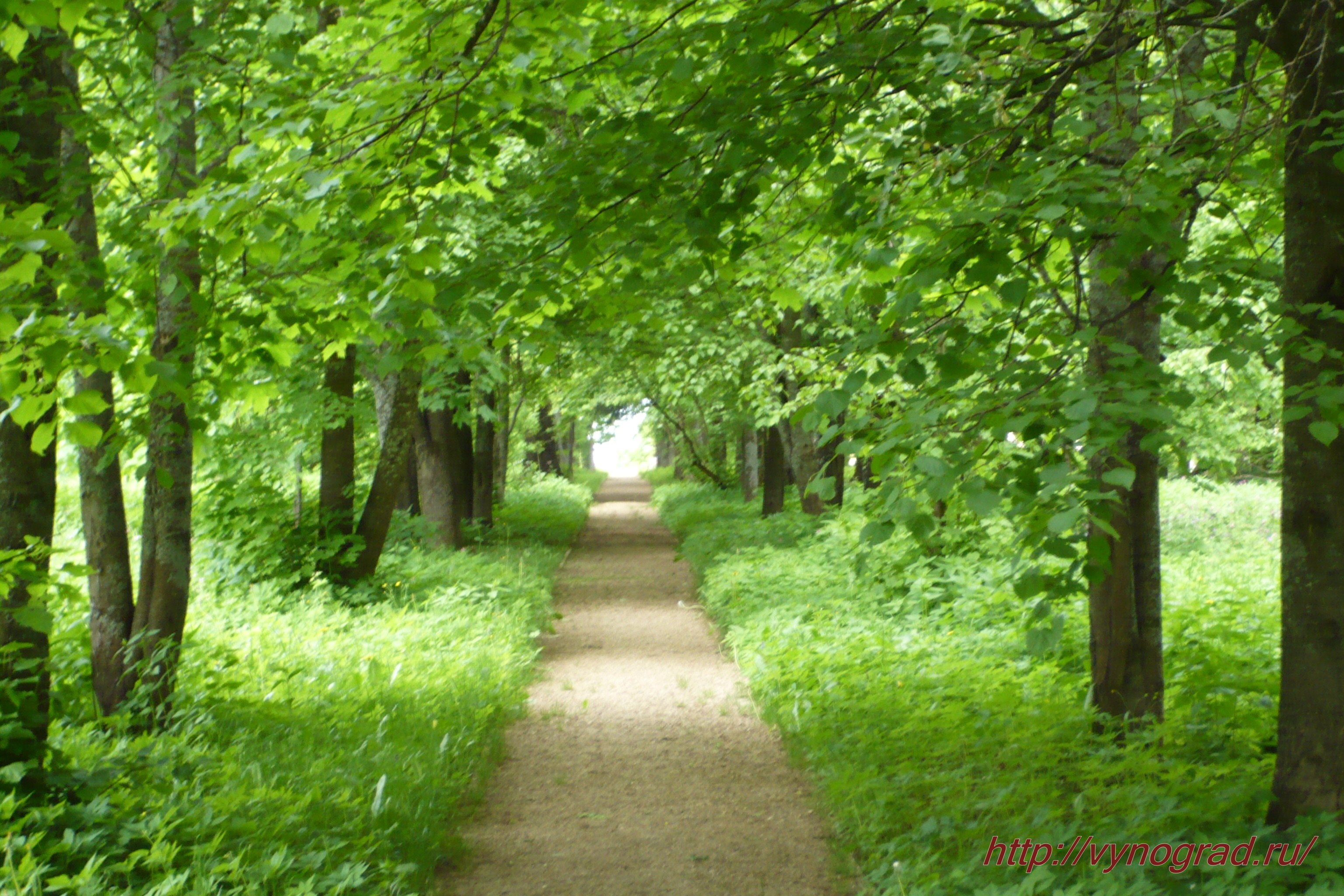 туннель берсо. ботанический сад аугсбург. индекс зеленых аллей. павловский парк тройная липовая аллея. липовая аллея коломенское.