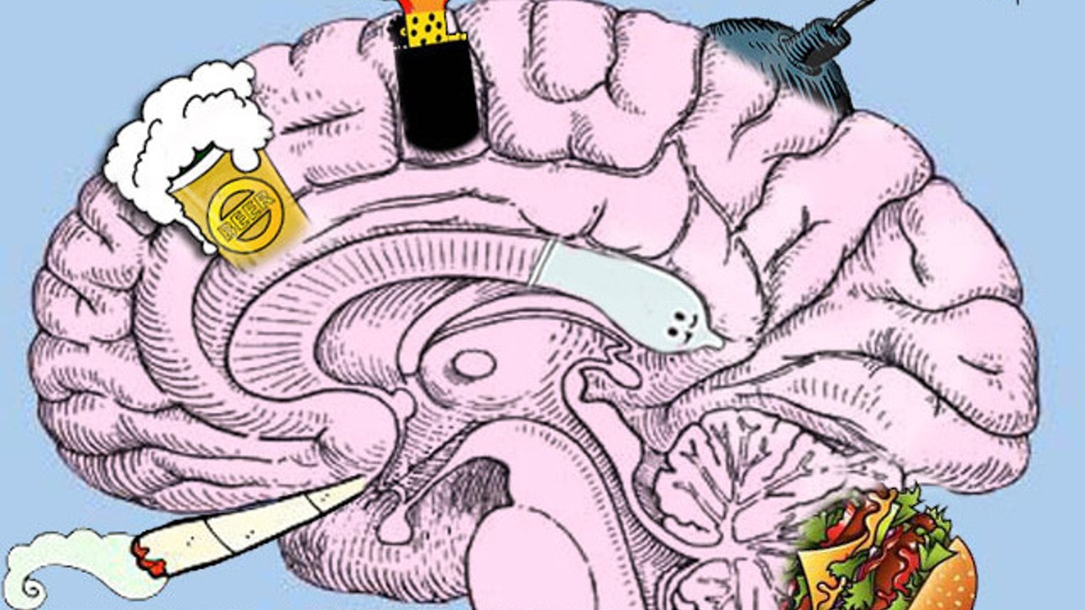 Мозг человека в разрезе рисунок
