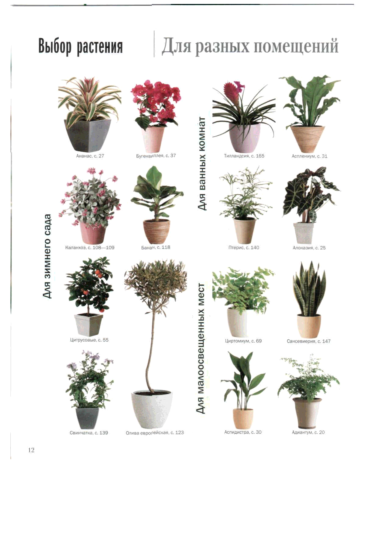 Растения домашние комнатные название. Комнатные растения. Комнатные цветы с названиями. Комнатные растения названия. Комнатные цветы каталог.