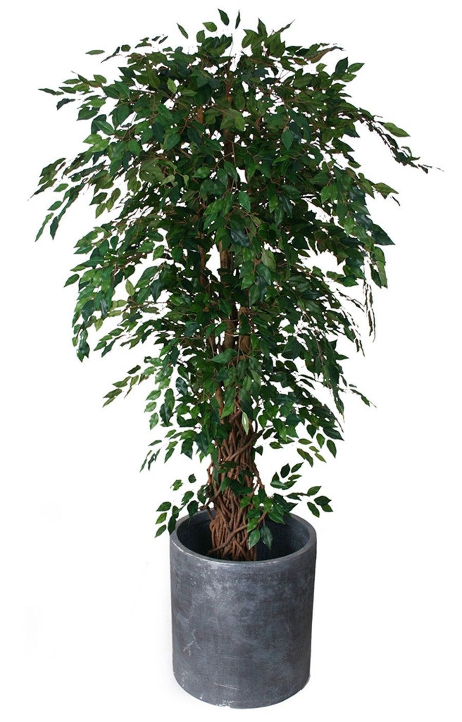 Плетёное дерево фикус