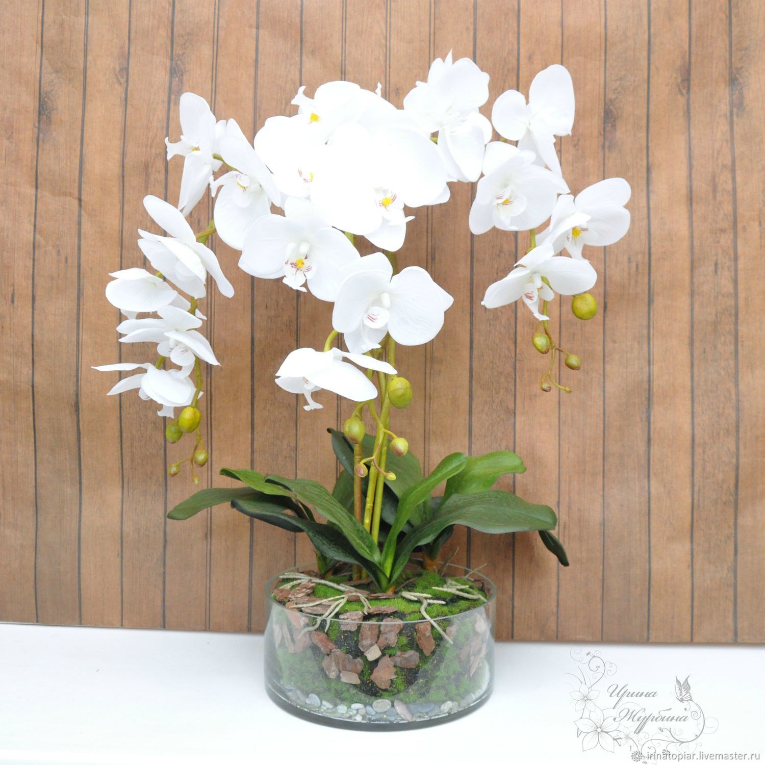 Орхидеи в горшке интернет магазин. Орхидея фаленопсис белая. Фаленопсис белый гигант. Орхидея фаленопсис белая в горшке. Орхидея белая комнатная.