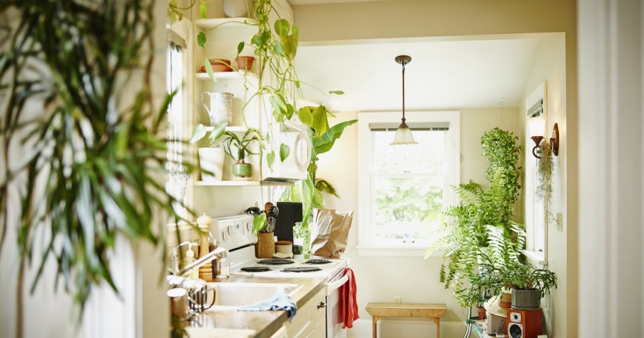Комнатные растения в интерьере кухни