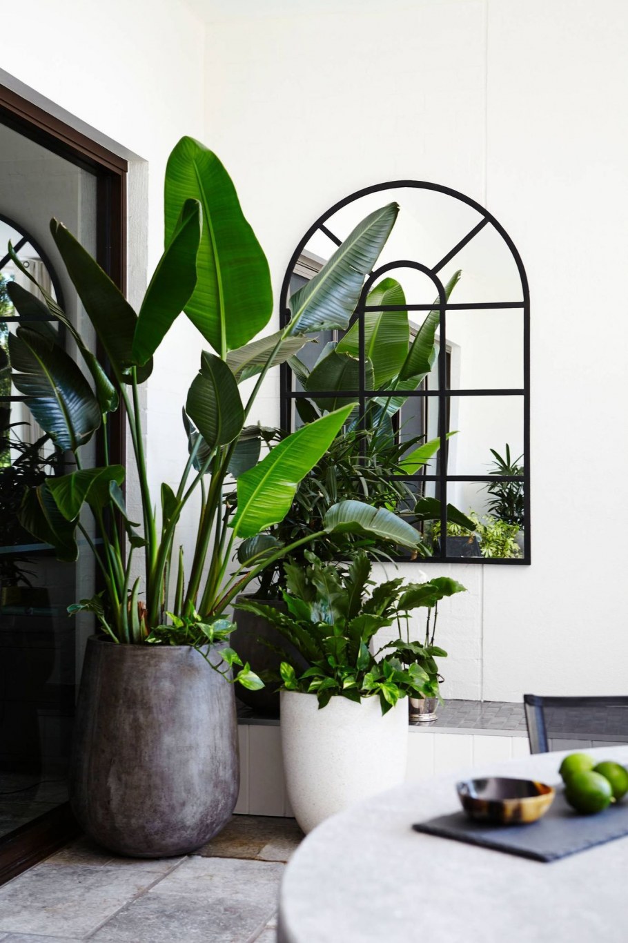 Стрецелия Николая в интерьере