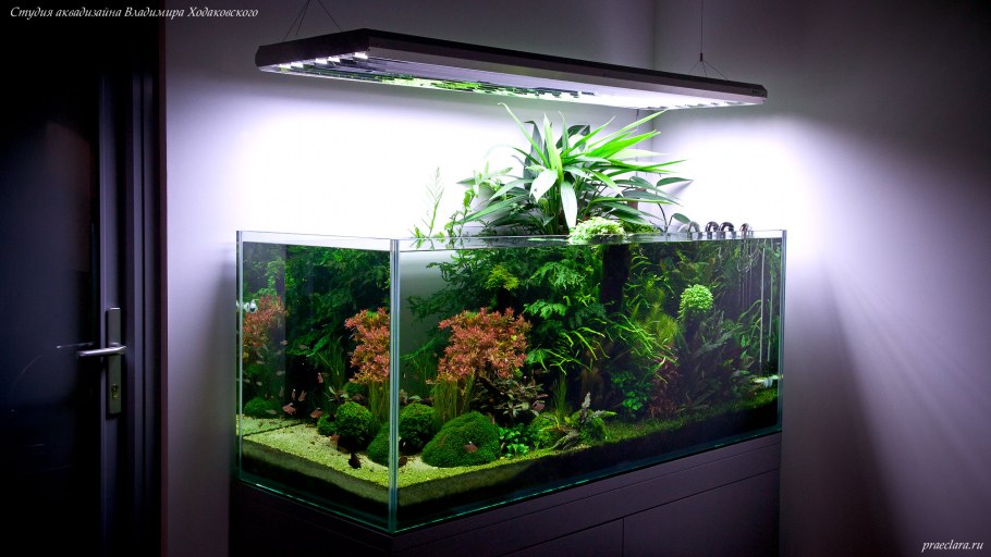 Акватеррариум акваскейп