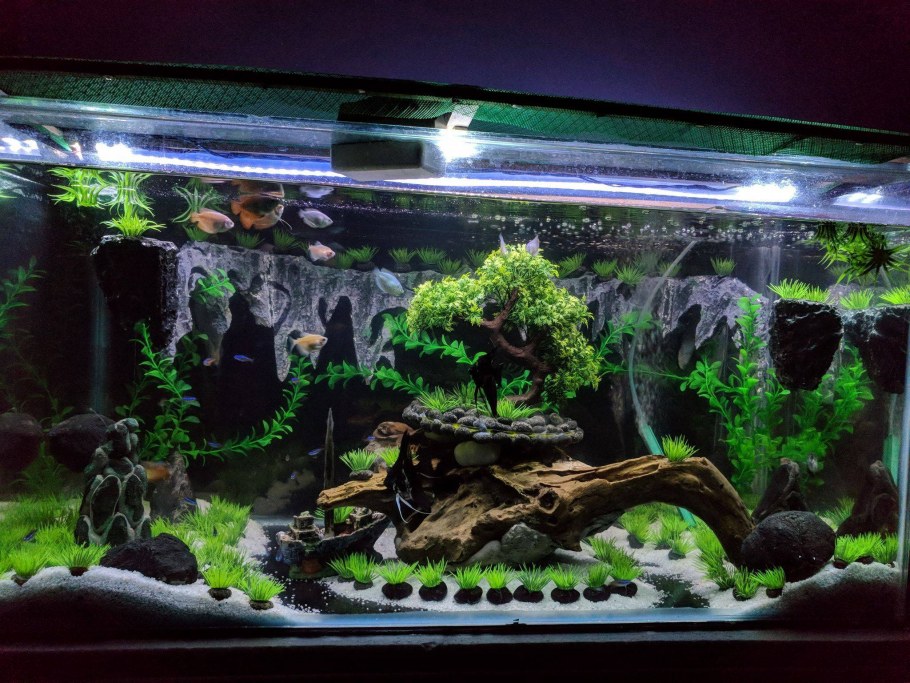 Аквадизайн аквариумы