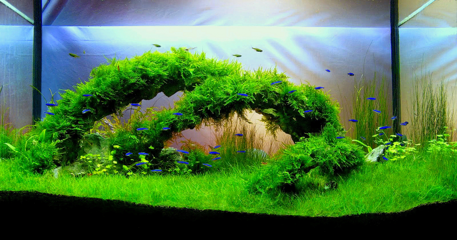 Акваскейп без растений