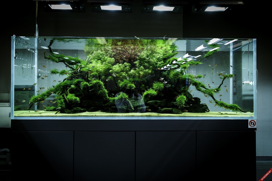 Акваскейпинг Амано