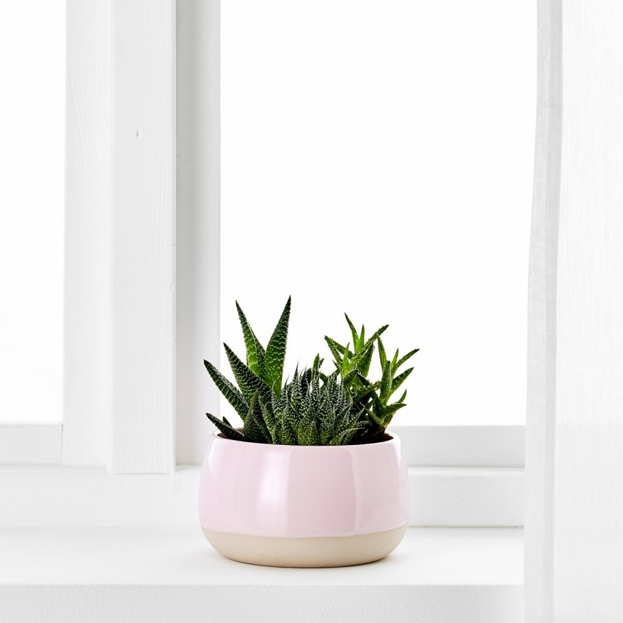 Суккуленты ikea