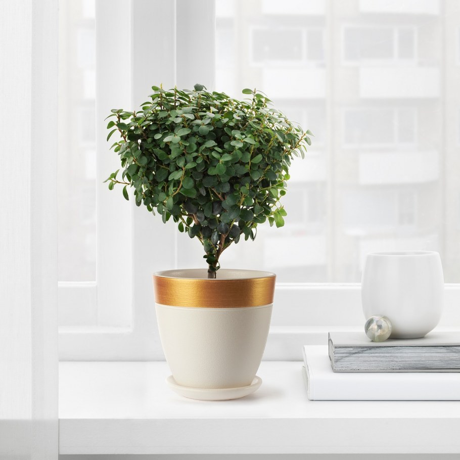 СКАКИГ горшок цветочный