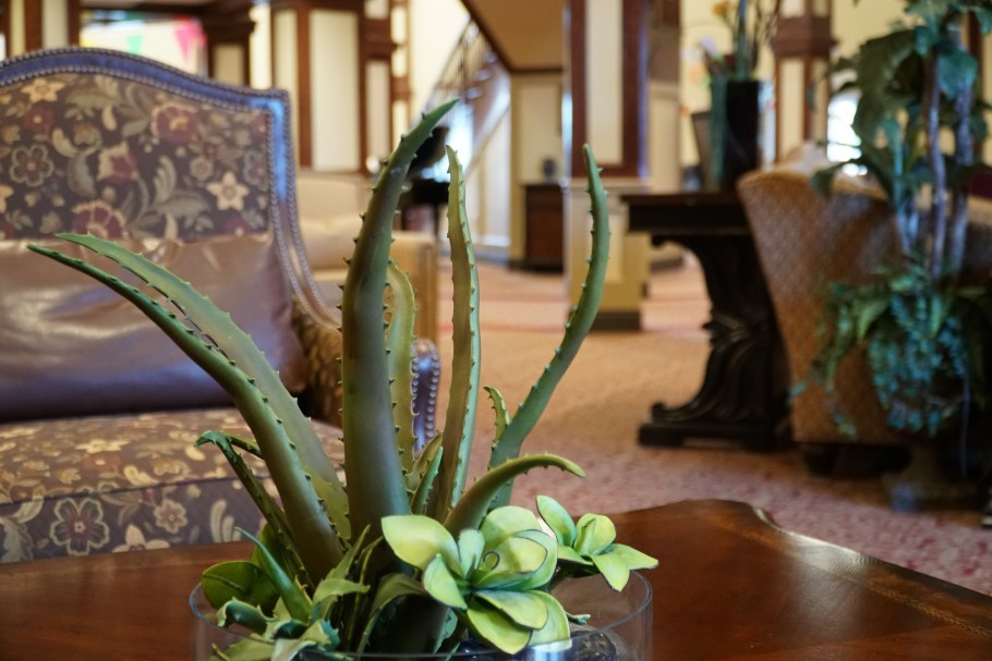 Алоэ Вера икеа