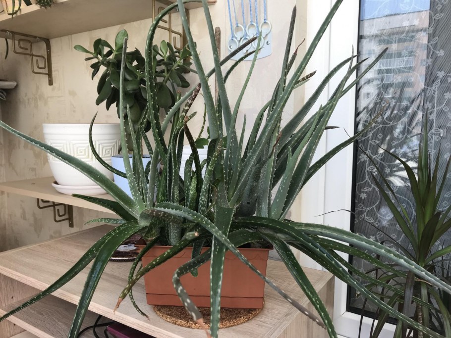 Алоэ Вера barbadensis