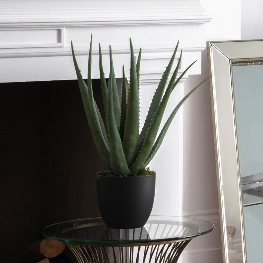 Алоэ Вера крупнолистный