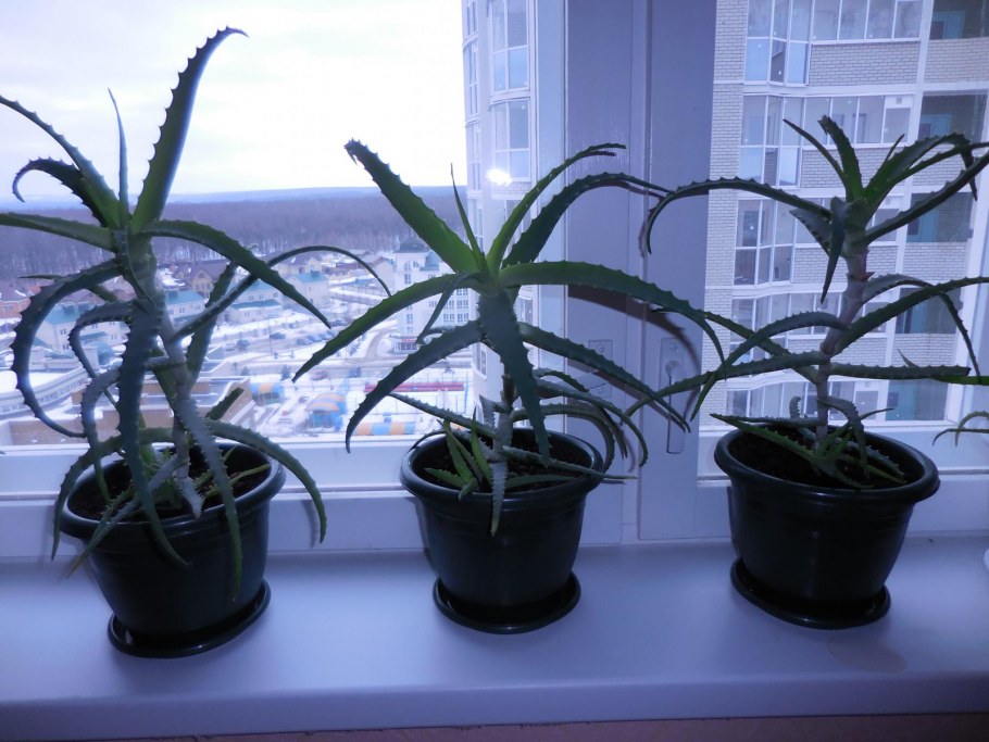 Алоэ в офисе фото