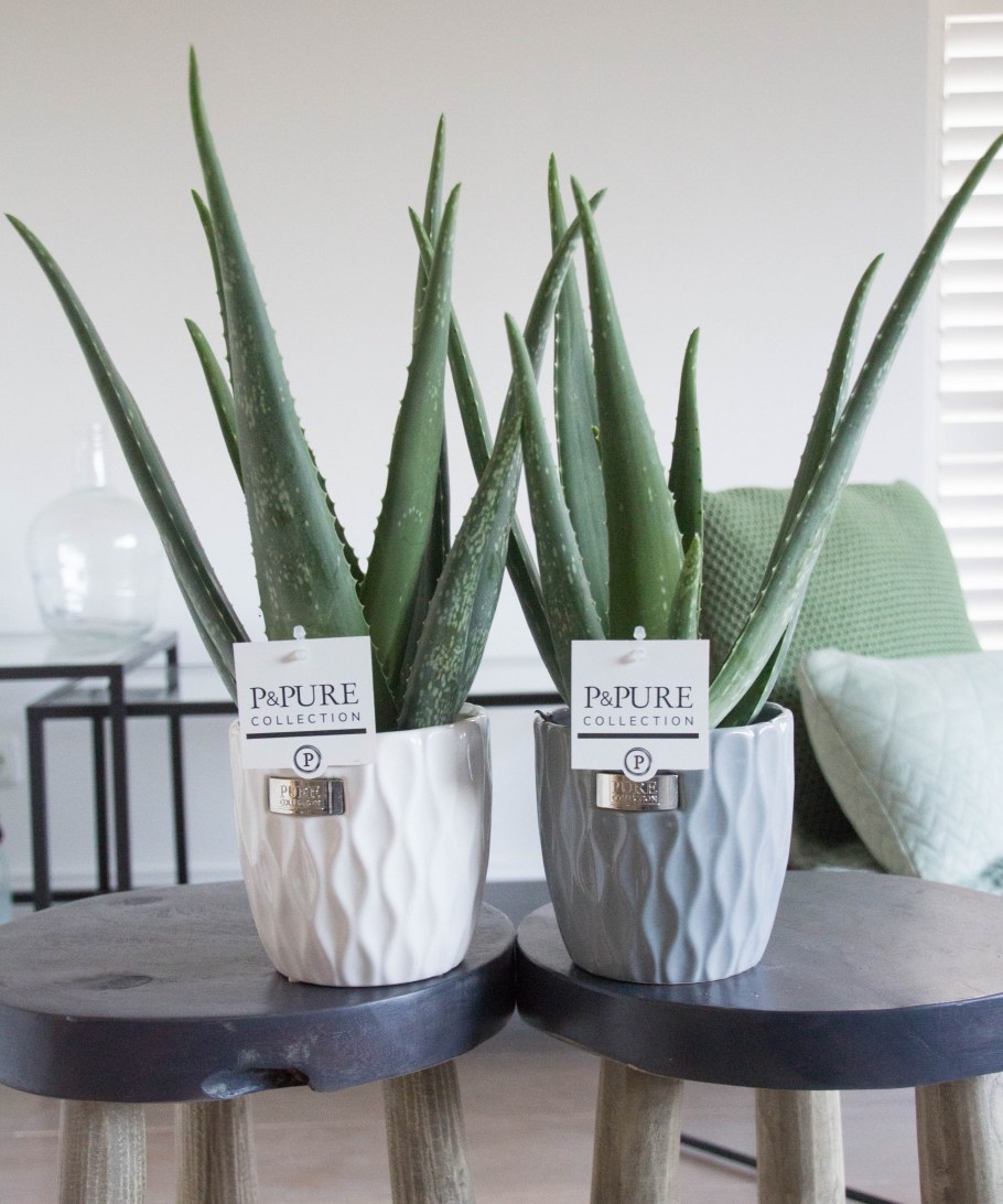 Алоэ Вера в интерьере