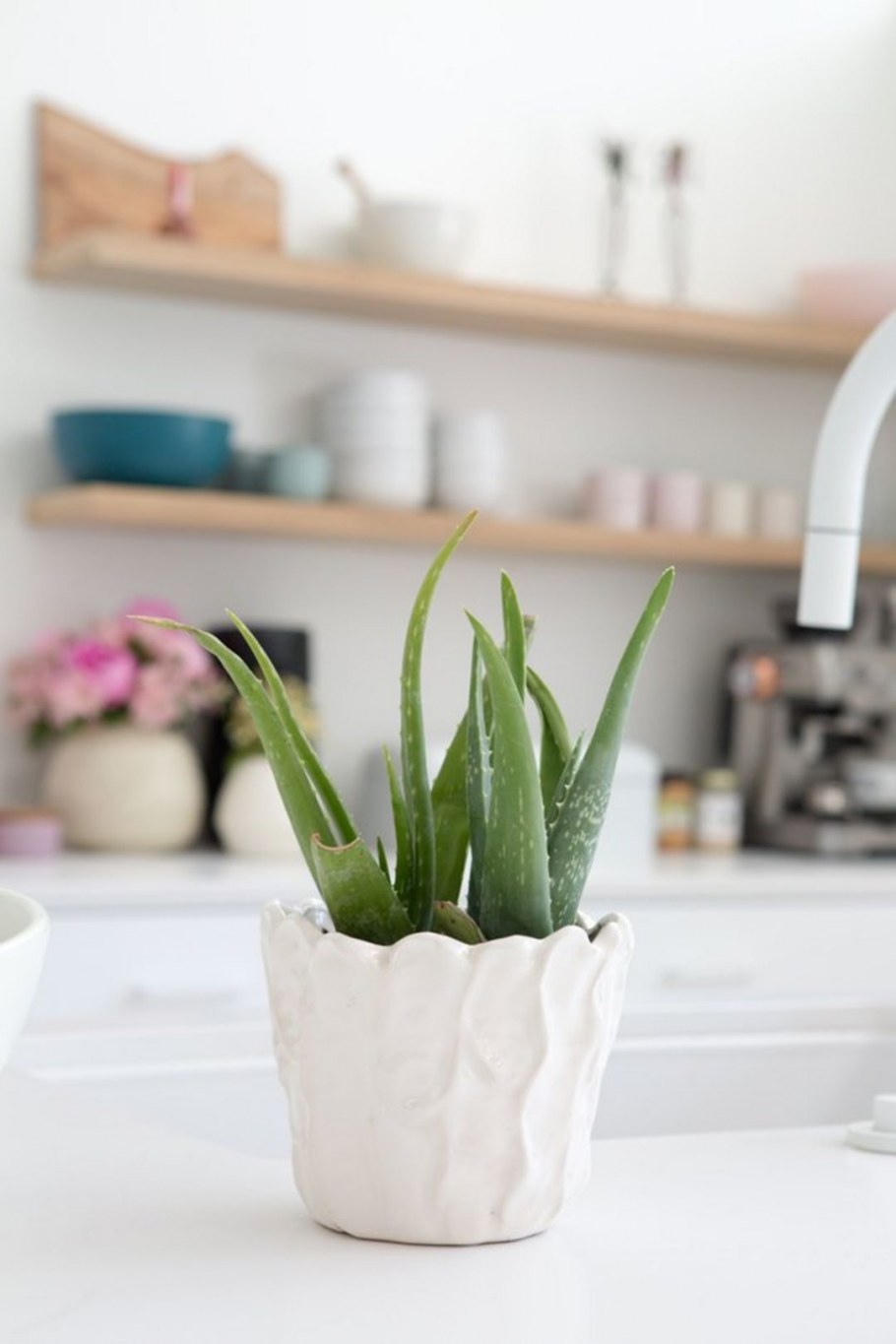 Алоэ остистое маленькое