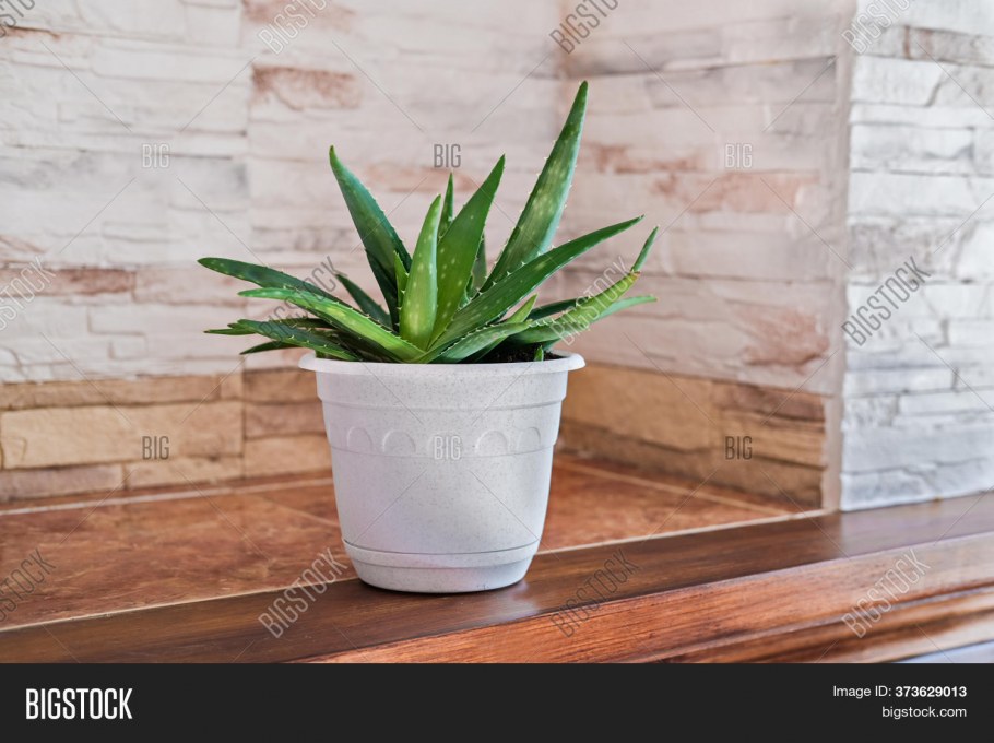 Алоэ Вера Aloe Vera