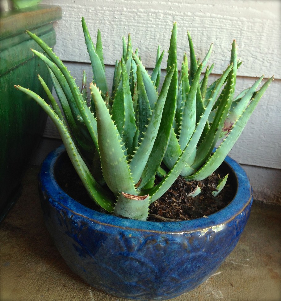 Blue Aloe