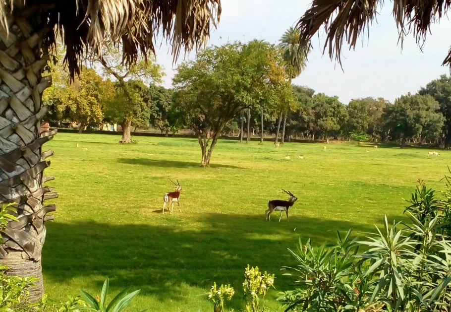 Garden Park Эдальго