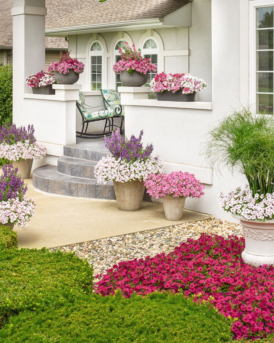 Петунии в ландшафте