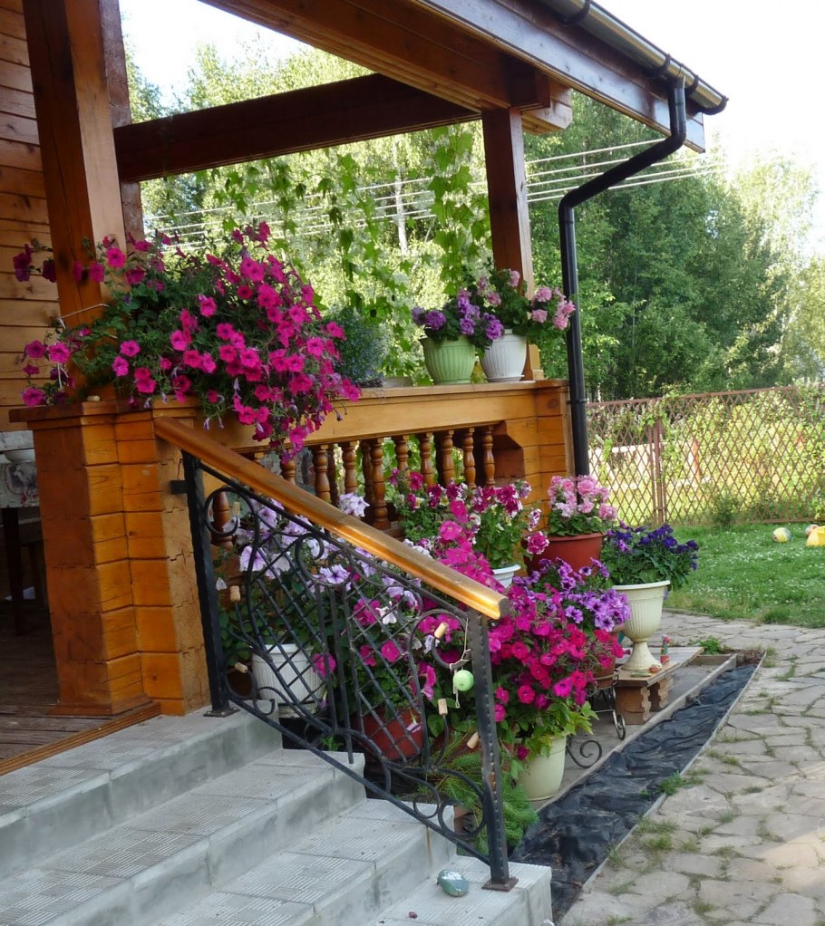 Петуния на дачном участке