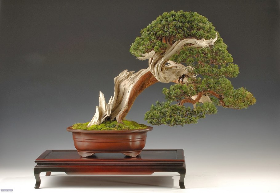 Искусство бонсай в Японии