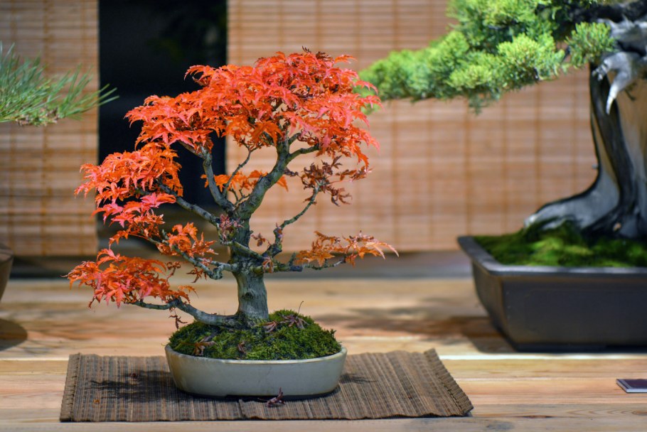 Багряник японский бонсай