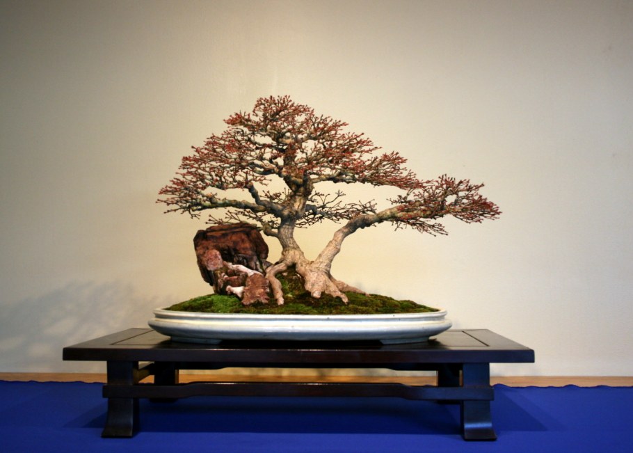 Искусство бонсай в Японии