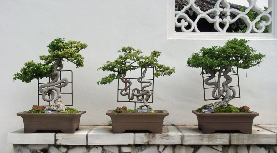 Дерево бонсай в интерьере