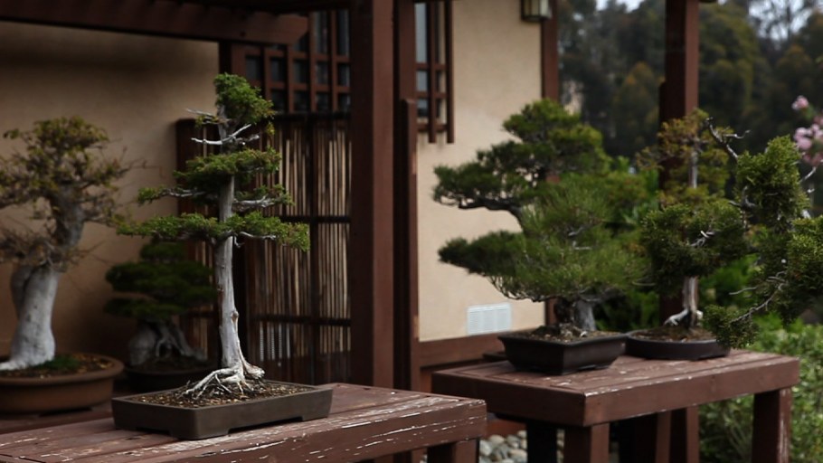 Бонсай Япония культура