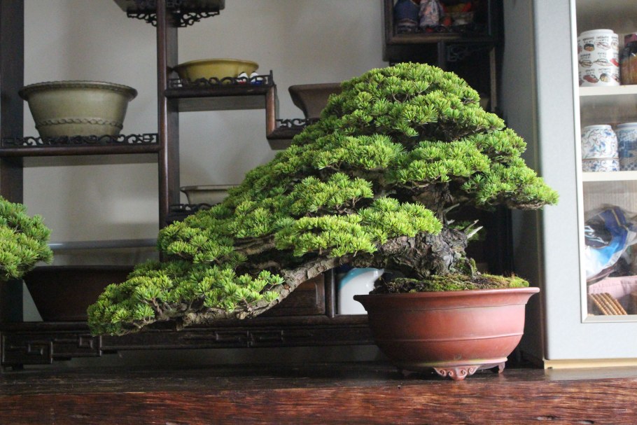 Бонсай дерево живое