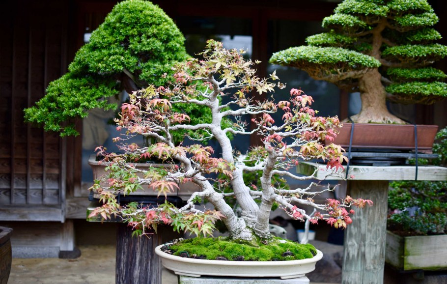 Бонсай Токугава