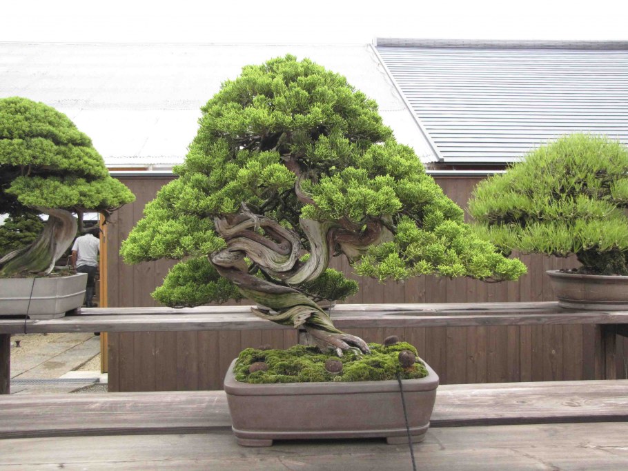 Бонсай дерево садовое