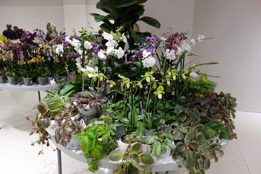 Высокие тенелюбивые комнатные растения