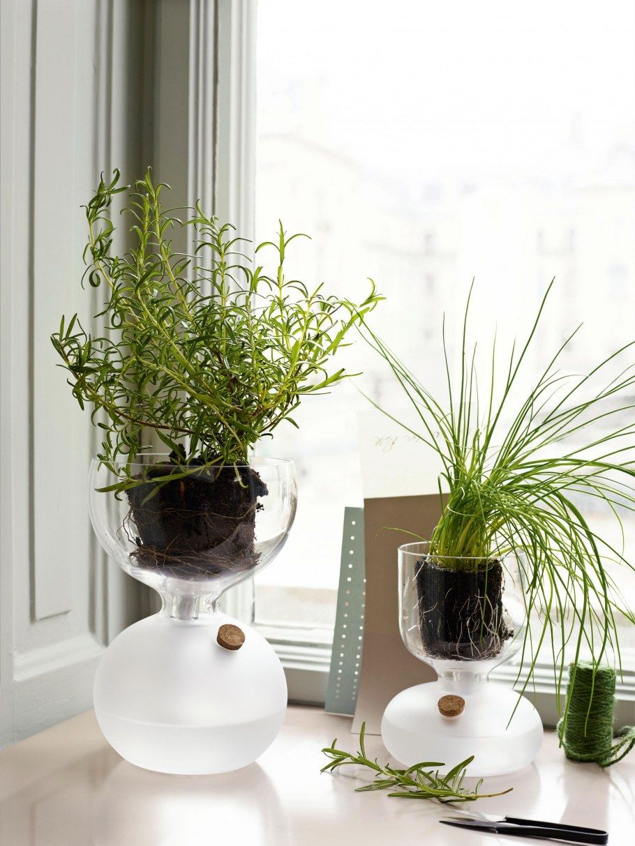 Трендовые комнатные растения