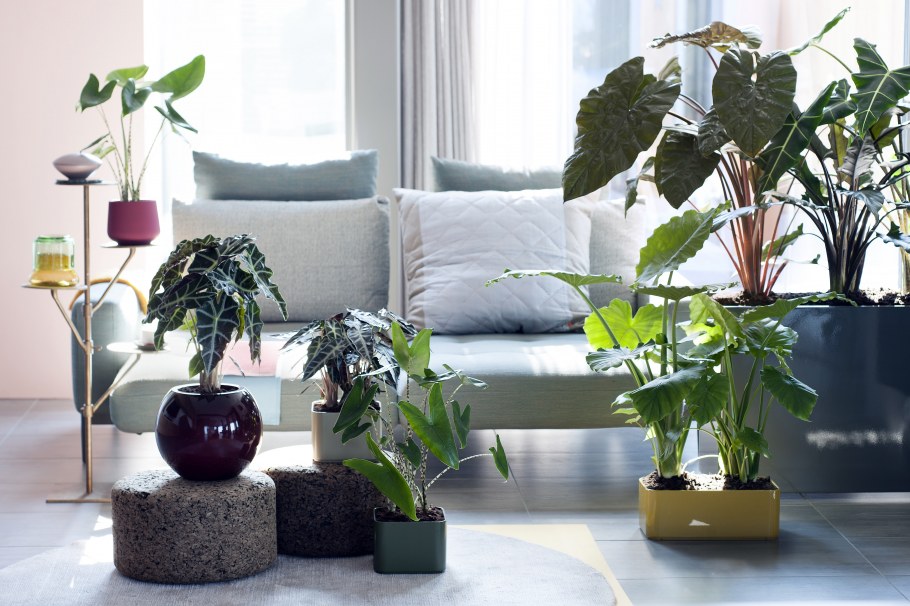 Традесканция Лечуза