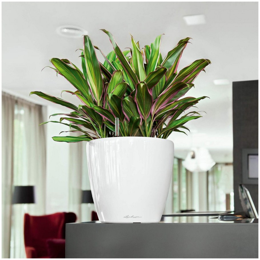 Пахира в горшке