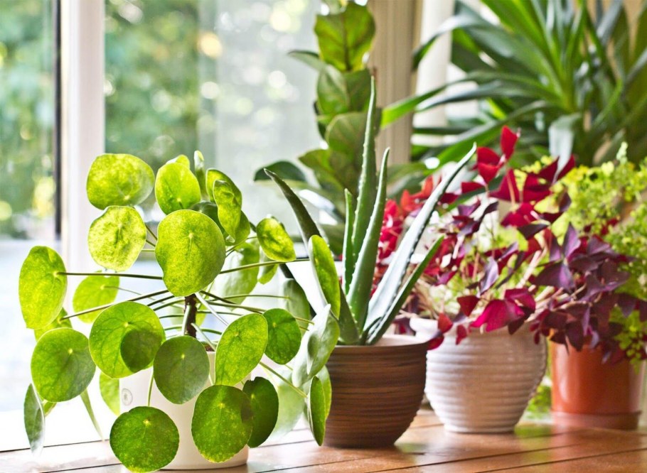 Девушка с комнатными растениями