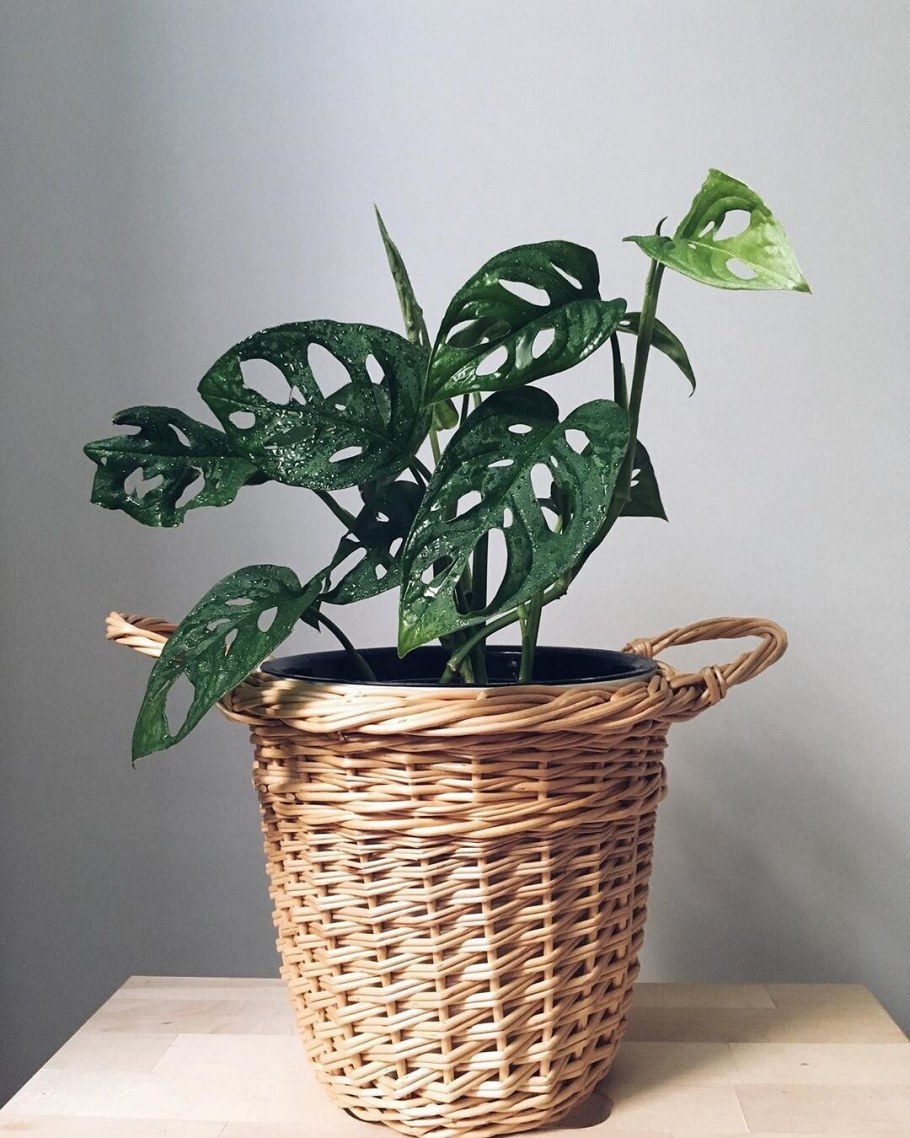 Модные комнатные цветы