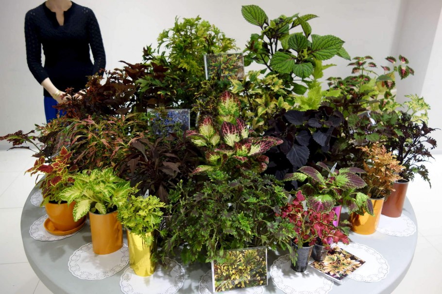 Родина монстеры комнатного растения