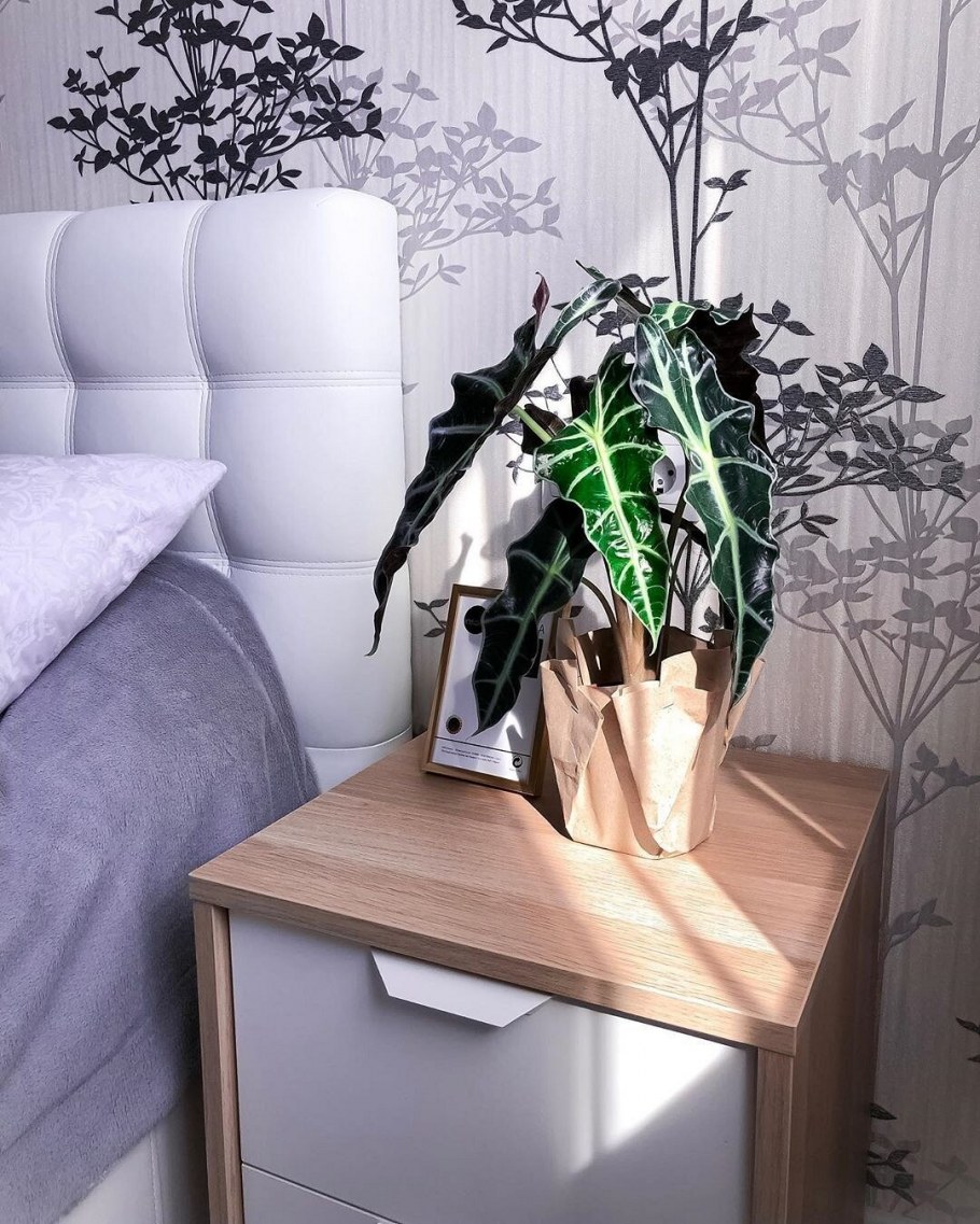 Модные комнатные растения 2021