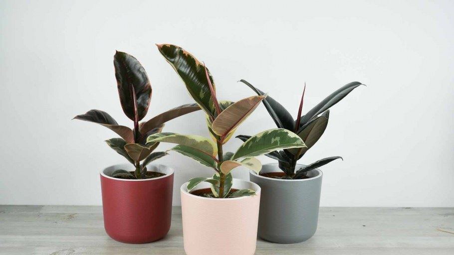 Фикус Лирта в интерьере