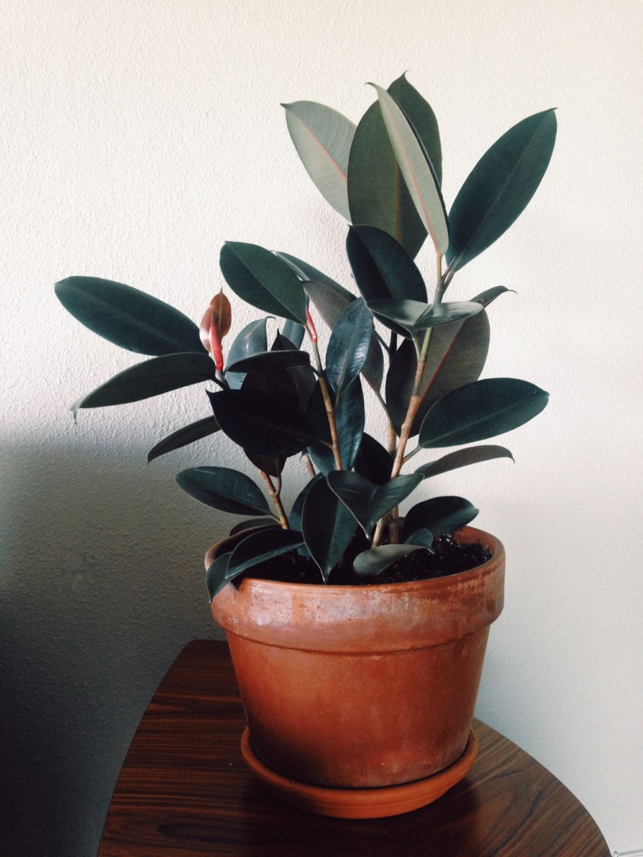 Горшок для фикуса каучуконосного