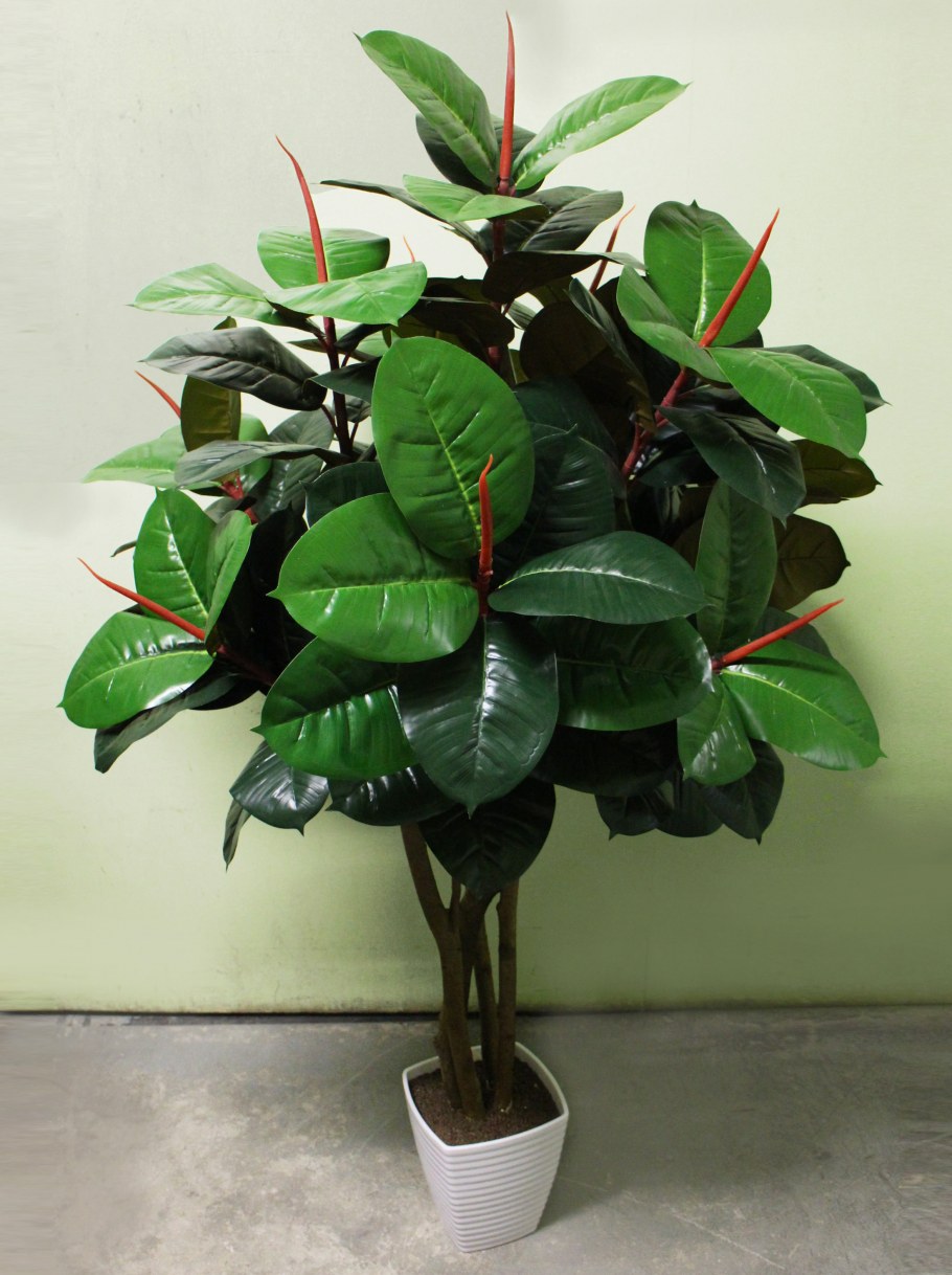 Фикус каучуконосный декора