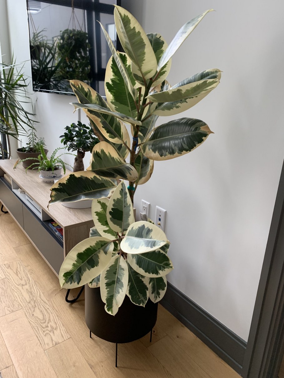 Фикус эластика ветвистый