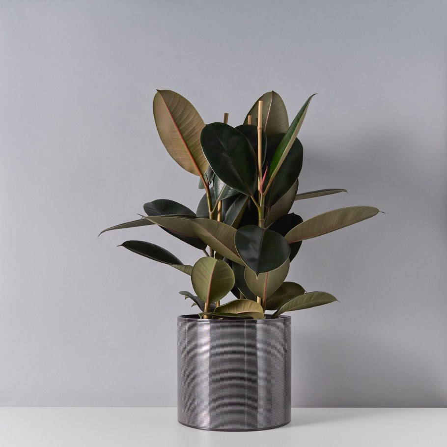 Фикус Абиджан