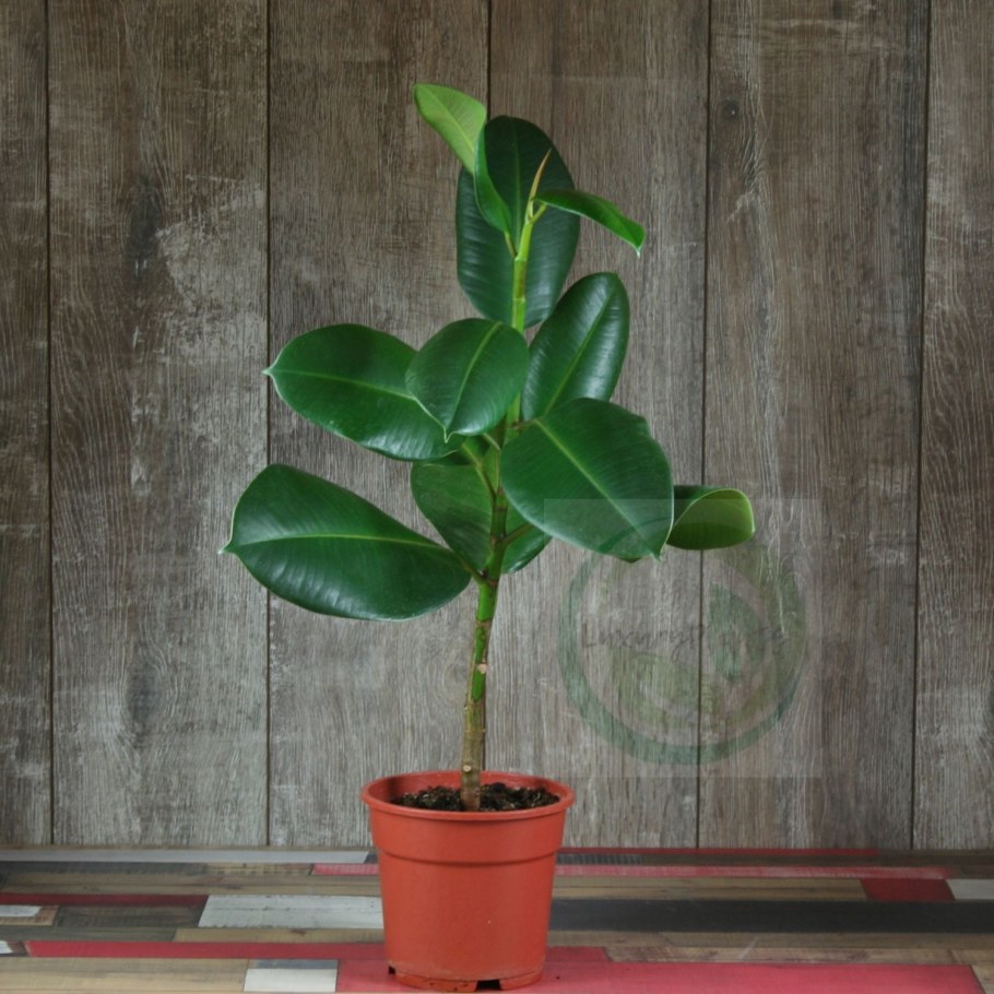 Фикус Бенджамина эластика