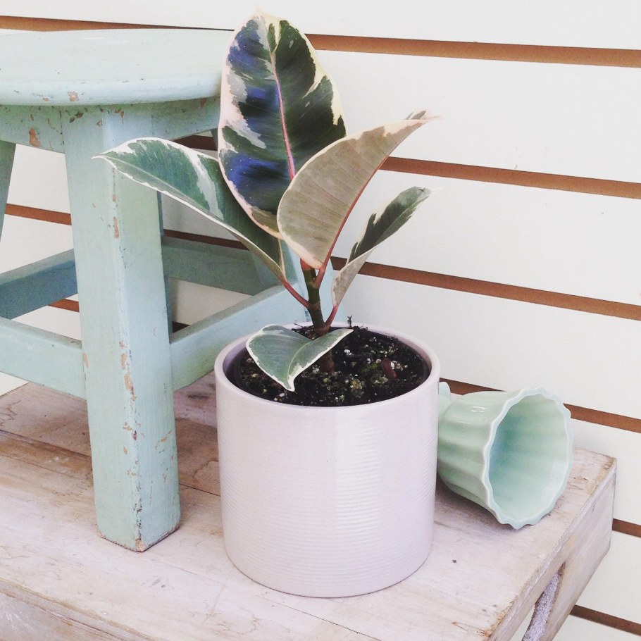 Фикус эластика Хлоя